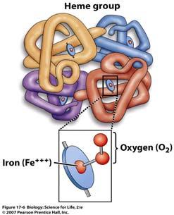 The Role of Hemoglobin in Gas Exchange Hemoglobin is a respiratory pigment in the blood that Hemoglobin contains iron that can bind to oxygen When oxygen attaches to the iron atom, the hemoglobin