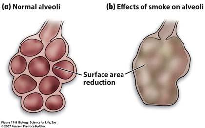are also known to exacerbate, an allergic response where bronchi are constricted and excess mucus is produced, but difficult to expel 31 32 Smoke Particles and Lung Function is the formation of scar