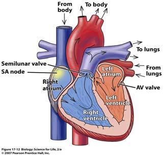 Heart Sinoatrial (SA) node: small patch in the right atrium which controls heart rhythm Acts as the heart s Sends out signals to cause atria to contract The ventricles contract 1/10 th of a second