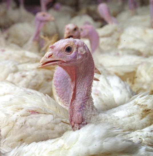Turkeys Turkeys: floor pen study in Evilis, Frnce ws conducted. The im of this study ws to ssess the efficcy of Coxidin in controlling coccidiosis under chllenge conditions in floor pens in turkeys.