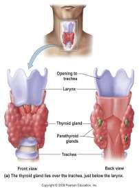Hyperglycemia = - Hyperlipidema = - Nervousness, sweating Thyroid Gland Produces: 1. T3 (tri-iodothyronine) 2.