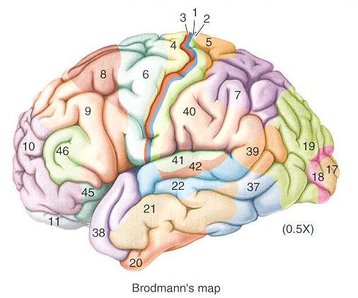 Brodmann produced a numbered, cytological map of cerebral cortex based upon its regional histological characteristics.