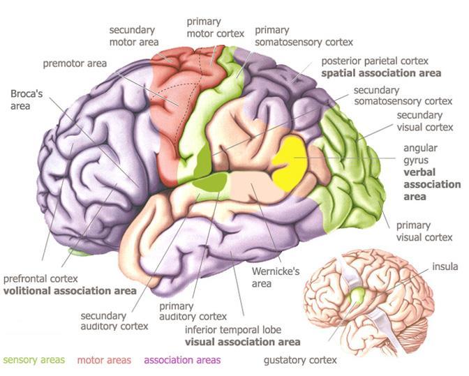 Language AreaS Organized around the lateral Sulcus. Broca s area: concerned with expressive aspects of language. Wernick s area: responsible for comprehension of the spoken words.