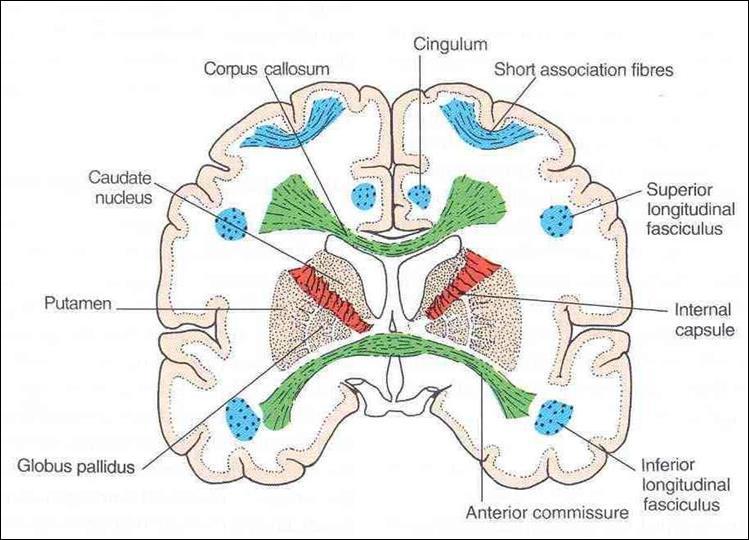 White Matter Underlies the cortex, contains nerve fibers, neuroglia cells and blood vessels. The nerve fibers originate, terminate or sometimes both, within the cortex.