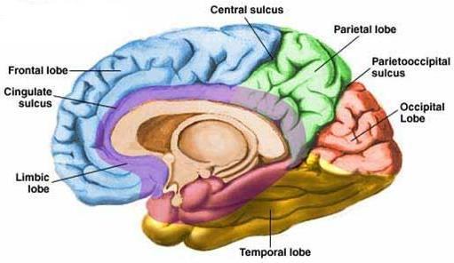 Function of Lobes motor function, motivation, aggression, smell and mood emotions, memory storage & Linking conscious intellectual functions with