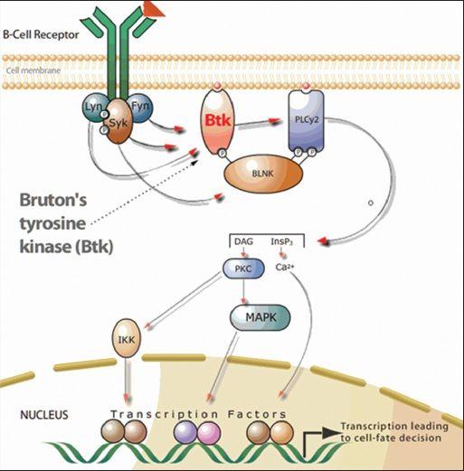 Due to mutated Bruton tyrosine Kinase (BTK) BTK is a signaling molecule that is necessary for B cell to become plasma cell, it is X-linked.