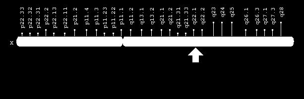 During normal B-cell maturation, immunoglobulin (Ig) heavy chain genes are rearranged first, followed by light chain genes.