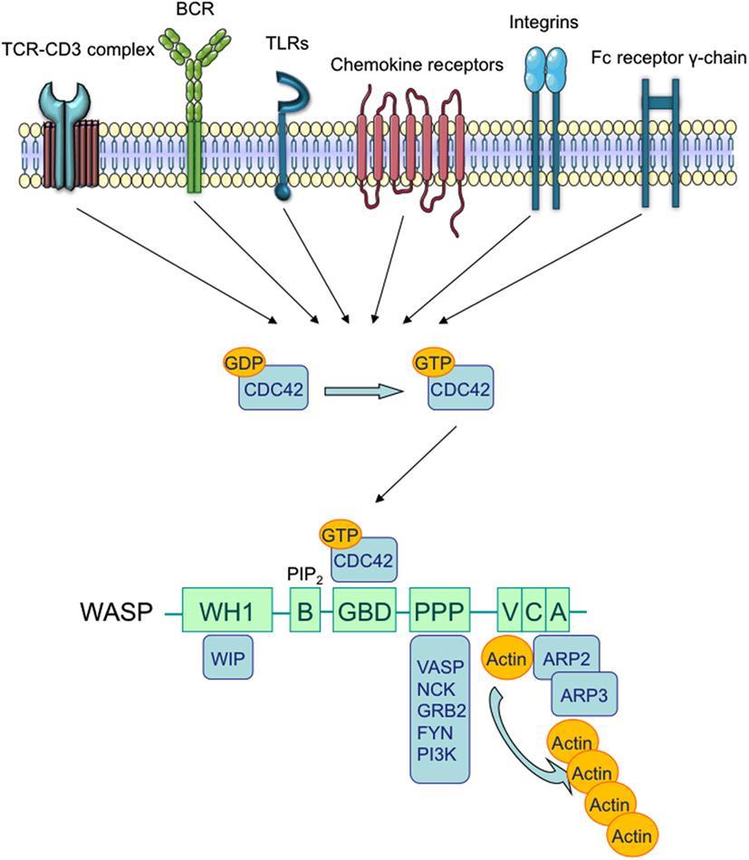 The WASP protein is involved in cytoskeleton-dependent