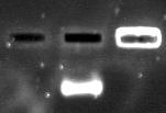 Agarose Gel Electrophoresis To study the surface interaction between the f-qd and liposome vesicles, aliquots of 40 µl freshly prepared f-qd and QD were mixed with zwitterionic or cationic small