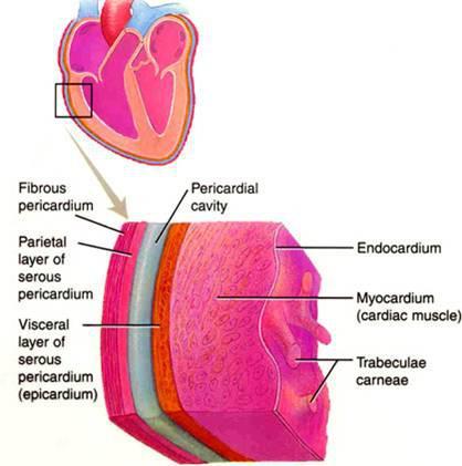 ii. Pericardial effusion in pulmonary hypertension In normal conditions o The normal pericardial fluid is an ultrafiltrate of plasma and characteristically has a low protein concentration similar