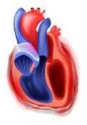Pericardial disorders in pulmonary hypertension I.