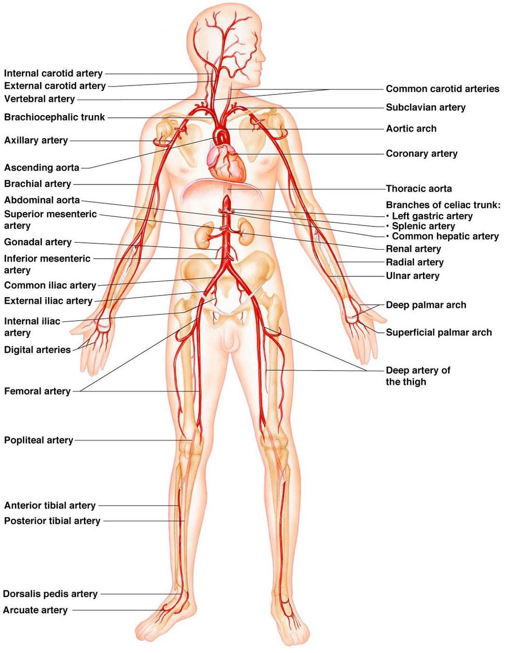 Major Arteries of