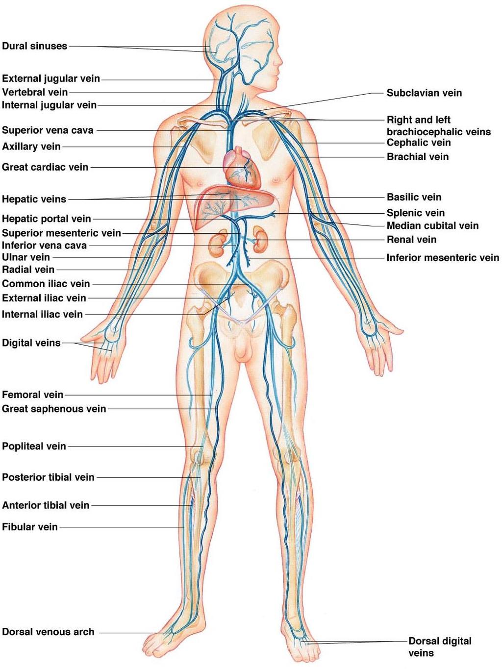 Major Veins of Systemic