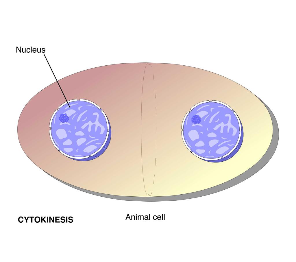 Animation: Cytokinesis Right-click slide