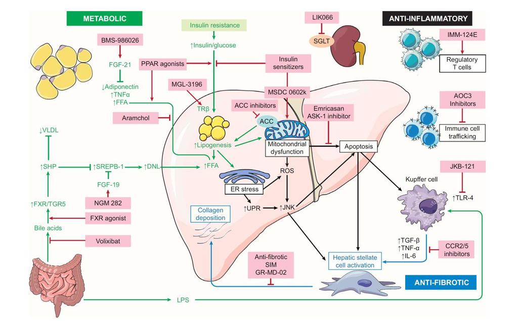 The race for new NAFLD drugs to