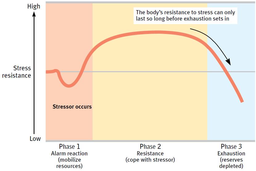 General Adaptation Syndrome (GAS) Selye s universal concept of the body s adaptive response to stress 3 phases Phase 1 Alarm reaction: sudden activation of the sympathetic nervous system fight or