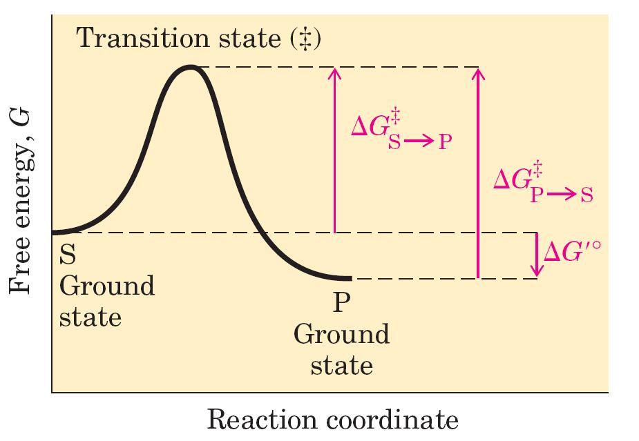 Potek encimsko katalizirane reakcije S P nekatalizirana reakcija katalizirana reakcija S P E + S ES EP E + P ΔG 0 sprememba standardne proste energije pri prehodu S P ΔG # S P energijska bariera za
