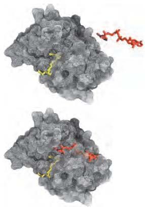 ES - komplementarnost substrata z vezavnim mestom na encimu: šibke interakcije so