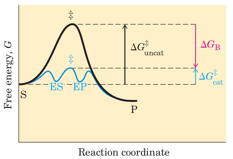 Vezavna energija prispeva h katalizi in k specifičnosti Šibke interakcije 4-30 kj/mol Znižanje ΔG # za 60-100 kj/mol Maksimalno št.