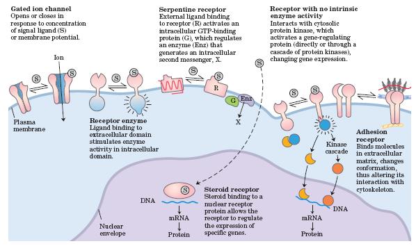 Evkariontske celice: 6 vrst mehanizmov prenosa signala (Lehninger 2005) 1. ionski kanalčki z zaporo 2. membranski receptorski encimi 3. membranski receptorji, povezani z G proteini 4.
