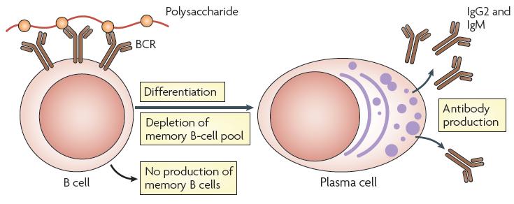 Polysaccharide vaccines: Immunology Lack of production of new memory B cells and depletion of memory B- cell pool, such that subsequent