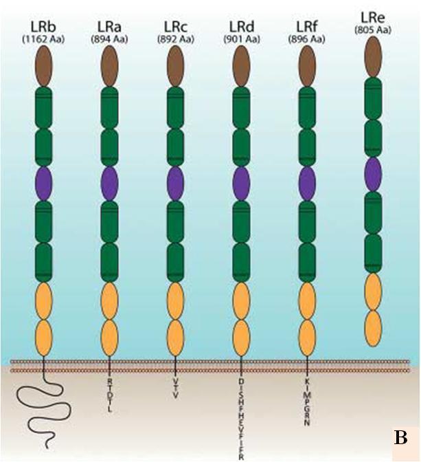 Receptor za leptin LEP-R nastaje u formi nekoliko alternativno iskrojenih (splajsovanih) varijanti označenih kao LEP-Ra, LEP-Rb, LEP-Rc, LEP-Rd, LEP-Re i LEP-Rf (Lee i sar., 1996; Wang i sar.