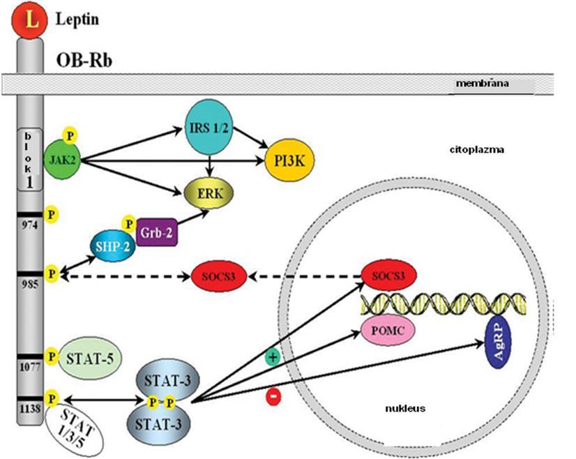 UVOD Slika 5. Uloga fosfotirozina LEP-Rb izoforme u signalizaciji leptina. Slika preuzeta i modifikovana iz rada (Fruhbeck 2006). JAK2 je povezana sa receptorom preko blok1 motiva.