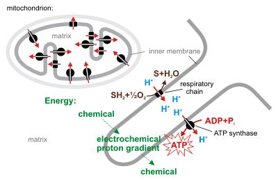 CONCEPT: ATP SYNTHESIS DRIVE FROM PROTON GRADIENTS An electrochemical proton gradient drives ATP The electrochemical proton gradient is created by an H + gradient and a voltage (charge) gradient -