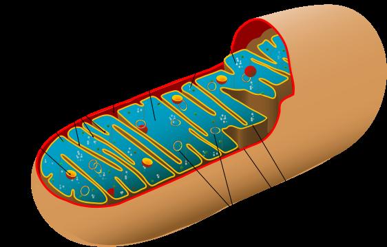 CONCEPT: MITOCHONDRIA The mitochondria has a distinctive structure It is surrounded by membranes - Outer membrane: Contains porin proteins which allow larger molecules to flow into - Intermembrane
