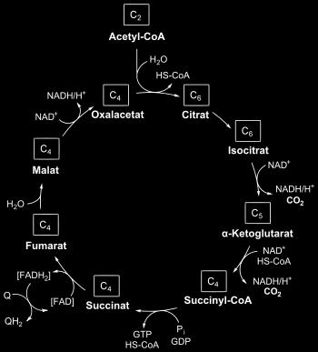 proteins responsible for this reaction The citric acid cycle oxidizes acetyl CoA to 1 GTP, 3 NADH, and 1 FAHD2 - The NADH is passed to the next step in cellular respiration (electron transport chain)