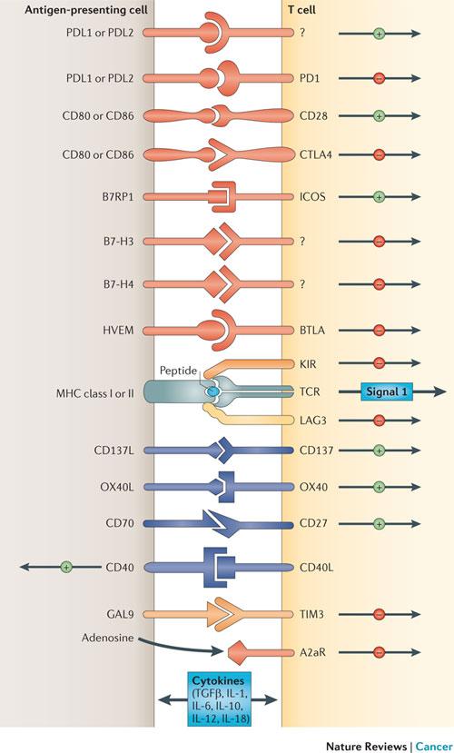 Conclusion (1) Immune checkpoint antibodies are now incorporated in the standard treatments for a number of metastatic disease, eventually depending of certain biomarkers (PD-L1, MSI-H, high