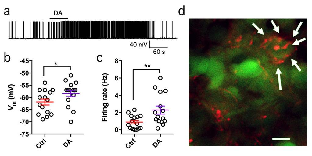Supplementary Figure 11 Excitatory postsynaptic effect of dopamine on NPY/AgRP neurons a, Representative trace shows dopamine (30 M) excites an NPY/AgRP neuron in the presence of AP5 (50 M), CNQX (10