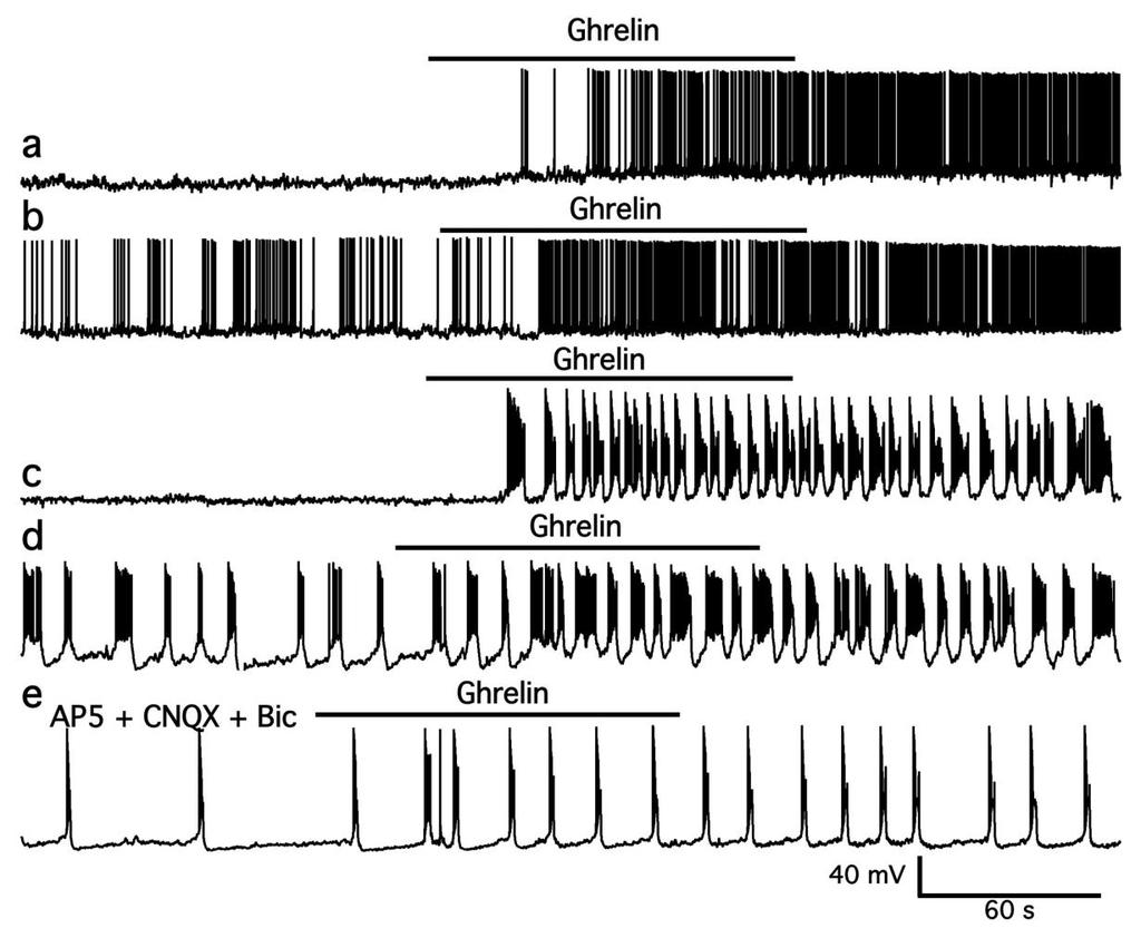 Supplementary Figure 12 Ghrelin excites arcuate TH neurons a.
