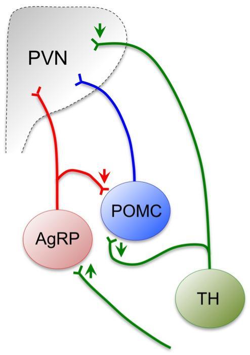 Supplementary Figure 13 Schematic showing the hypothalamic projections of ARC TH neurons Dopamine excites NPY/AgRP neuron; dopamine inhibits POMC neurons and also inhibits PVN neurons.
