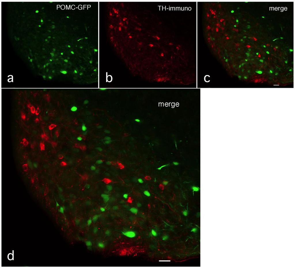 Supplementary Figure 3 No colocalization of TH and POMC neurons a. Neurons from a POMC-GFP mouse are green. b.