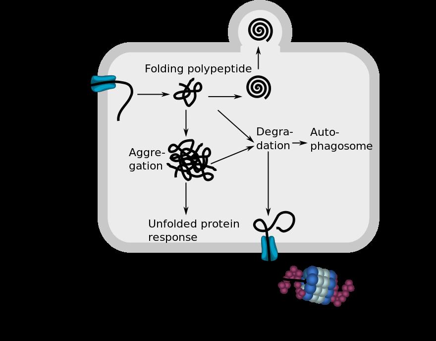 Protein disulfide isomerase assists with protein disulfide bond formation Unfolded protein response detects misfolded proteins -