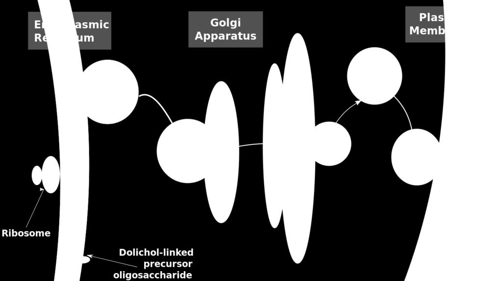 Glycosylation and Other Protein Modifications The Golgi complex is a major location where proteins are Glycosylation or the addition of carbohydrates occurs in two forms on proteins - N-linked