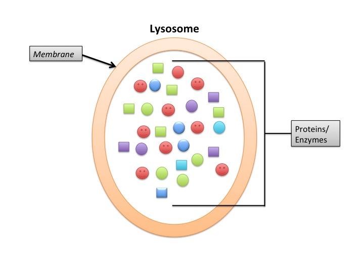 CONCEPT: LYSOSOMAL AND OTHER DEGRADATIVE PATHWAYS Lysosomal Characteristics and Sorting The lysosome contains many enzymes that intracellular and extracellular materials The lysosomal lumen is