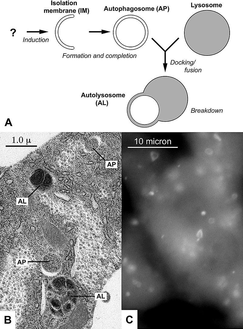 Other Degradation Pathways Autophagy is the process of the cell eating itself by large molecules or organelles Autophagosomes form by enclosing old organelles with a double