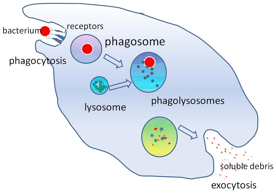 EXAMPLE: Autophagosome and autolysosome formation Phagocytsosis is the process of the cell internalizing large particles from the extracellular environment for degradation