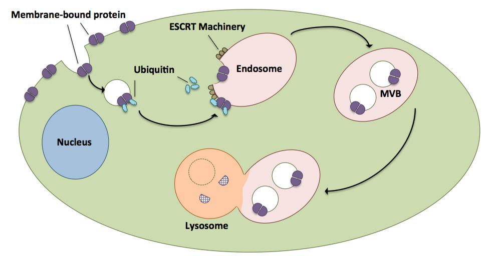 Endosomal Sorting Endosomes are a large organelle sorting for a variety of materials entering and exiting the cell There are two types of endosomes: early and late - Late endosomes are a more mature