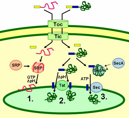- Signal sequences direct the protein to its location - Chaperone proteins within the organelle facilitate pulling the protein through and folding it once it s arrived EXAMPLE: Transport of unfolded