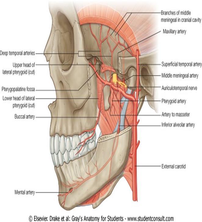 The veins are opposite to the arteries and most veins form as pterygoid plexus of nerve and pterygoid plexus makes maxillary vein which goes to the parotid and make