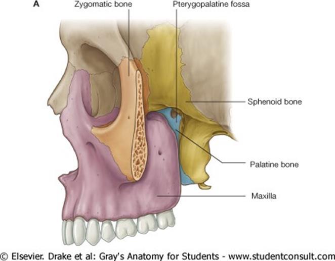 The pterygopalatine fossa - also called sphenopalatine fossa. It is very important since all nerve and blood supply of the nose, nasopharynx and the orbit come from the pterygopalatine fossa.