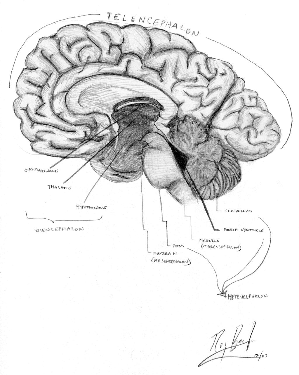 Hypothalamus Roy
