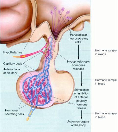 1A. Endocrine Functions Anterior Pituitary Monitor hormone levels in blood Axons from arcuate, periventricular nuclei release hypophysiotropic hormones into capillary bed in proximal part of