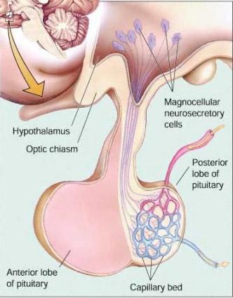 1B. Control of Water Intake Posterior Pituitary Supraoptic and paraventricular nuclei monitor blood osmolality send axons to posterior lobe where they release antidiuretic hormone (ADH) and oxytocin