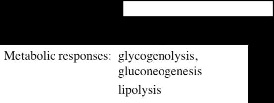 5. Response to Hypoglycemia
