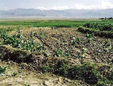 Afghanistan Research and Evaluation Unit Feelings of resentment and anger were also directed at the foreigners that many saw as the architects of the opium poppy ban.