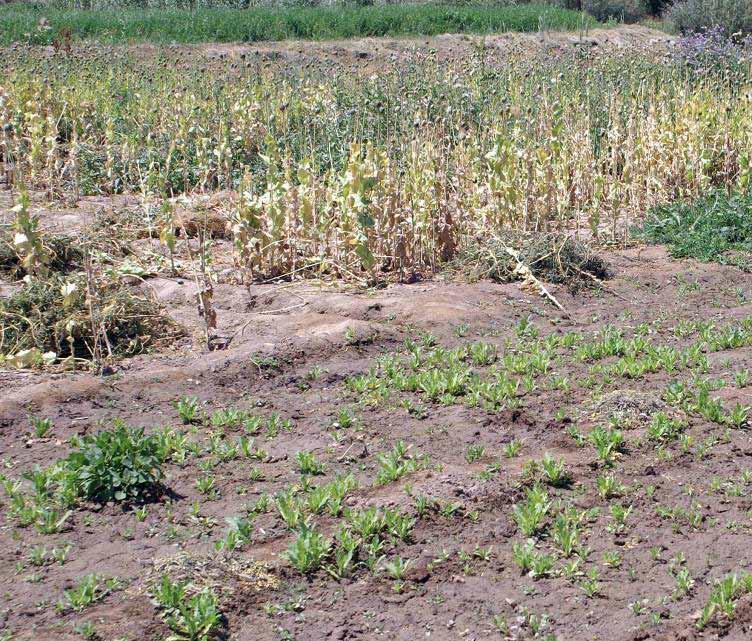 Opium Poppy Cultivation in Nangarhar and Ghor had already been harvested. Farmers across the districts of Chagcharan and Dawlatyar complained that the crop was diseased.